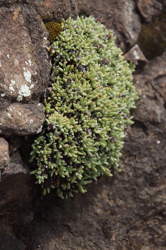 Ruschia pulvinaris, photograph 3