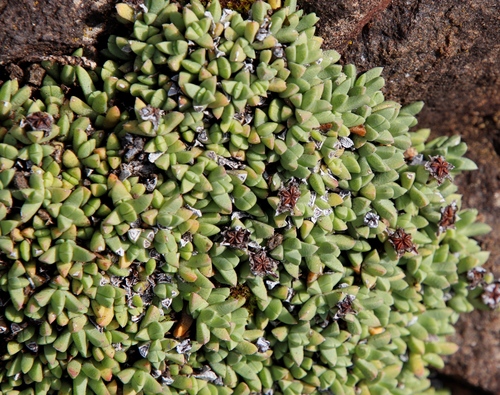 Ruschia pulvinaris, photograph 2