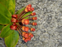 Marcgraviastrum subsessile