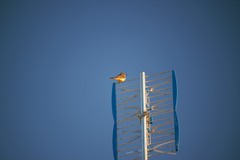 Tyrannus melancholicus