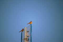 Tyrannus melancholicus