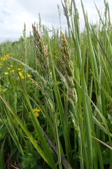 Poa eminens