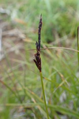 Carex vanheurckii