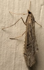 Evergestis angustalis