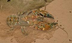 Euastacus