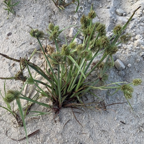 Mariscus squarrosus image