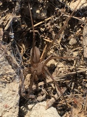 Loxosceles deserta