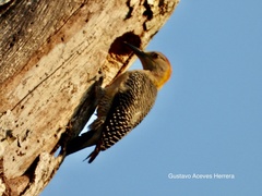Melanerpes aurifrons