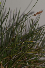 Elegia tectorum