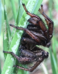 Calisoga longitarsis