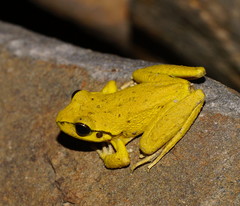 Ranoidea lesueuri