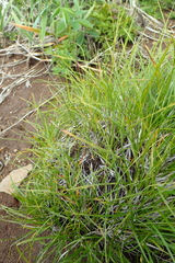Carex vanheurckii