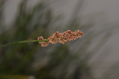 Elegia tectorum