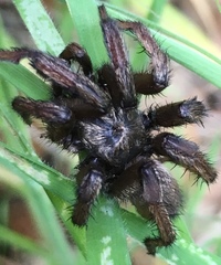 Calisoga longitarsis