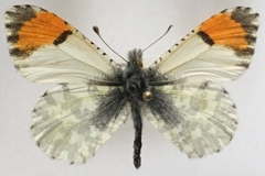 Anthocharis cethura morrisoni