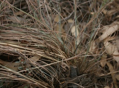 Aristida diffusa