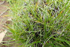 Carex vanheurckii