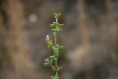 Drosanthemum parvifolium