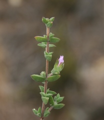 Drosanthemum parvifolium