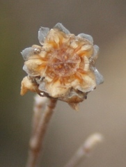 Drosanthemum parvifolium