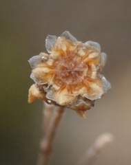 Drosanthemum parvifolium