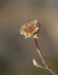 Drosanthemum parvifolium