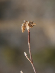 Drosanthemum parvifolium