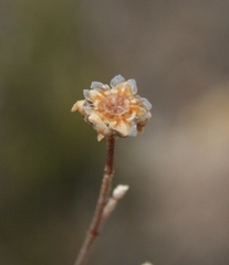 Drosanthemum parvifolium