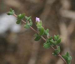 Drosanthemum parvifolium