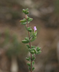 Drosanthemum parvifolium