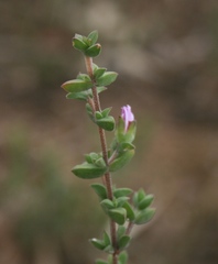 Drosanthemum parvifolium