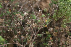 Drosanthemum parvifolium