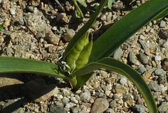 Colchicum robustum