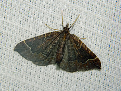 Eulithis flavibrunneata