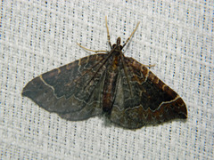Eulithis flavibrunneata