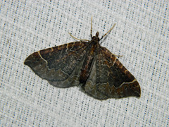 Eulithis flavibrunneata