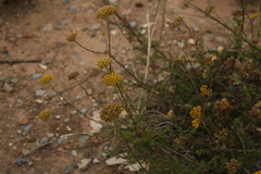 Athanasia juncea