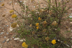 Athanasia juncea