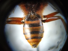 Nomada agrestis
