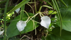 Brassavola nodosa