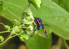 Uranophora splendida