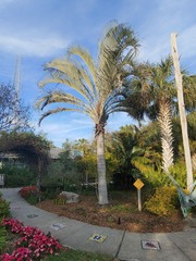 Dypsis decaryi