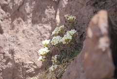 Draba gilliesii