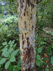 Ochna arborea
