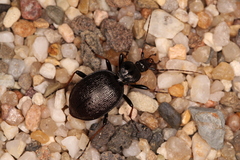 Cychrus attenuatus
