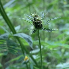 Bidens biternata