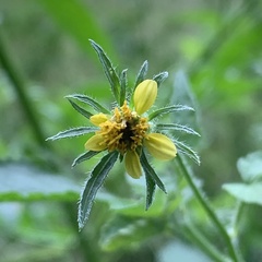 Bidens biternata
