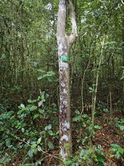 Ochna arborea