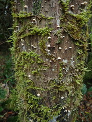 Campanella capensis
