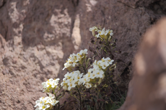 Draba gilliesii